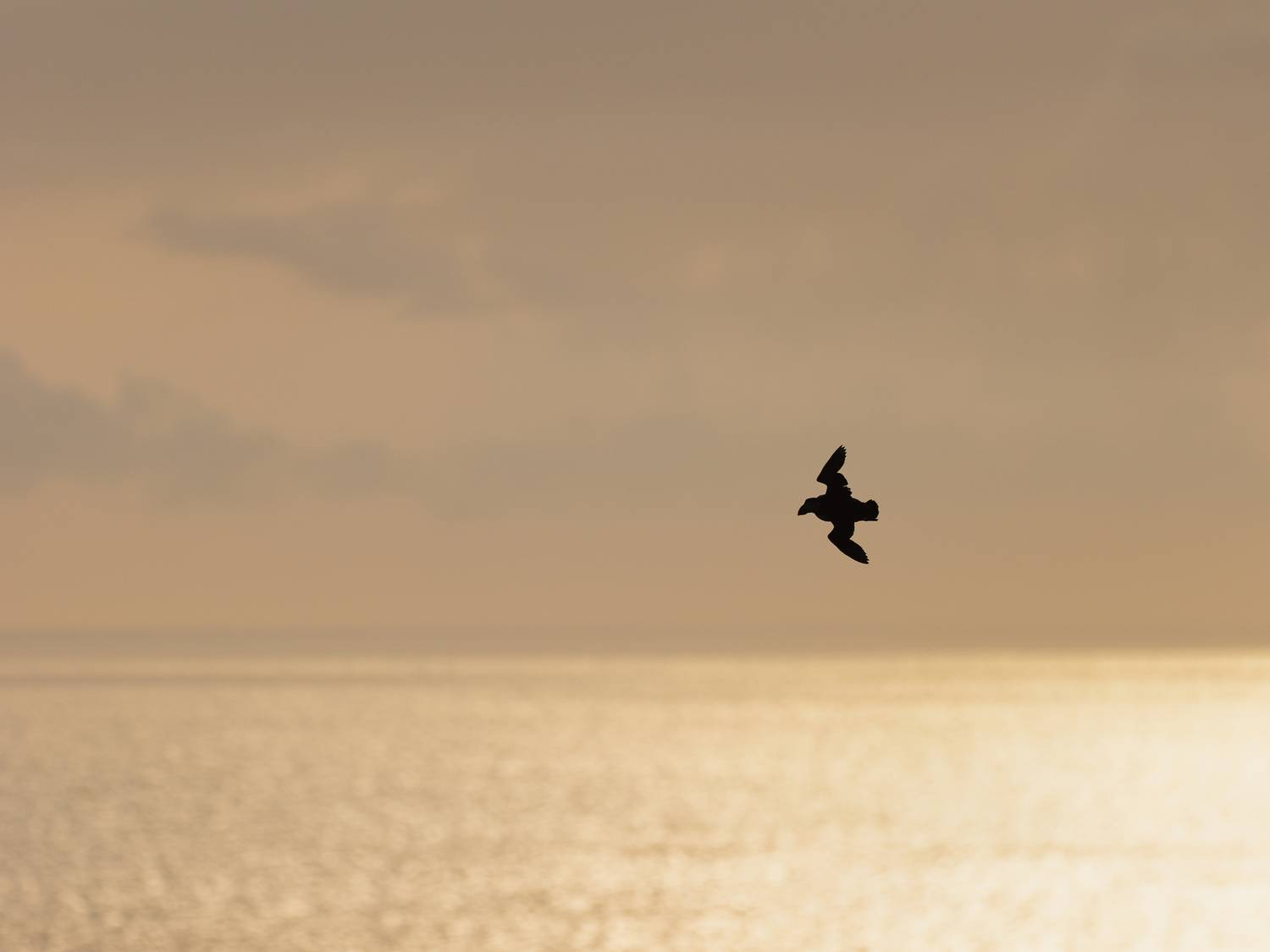 Photo #12395428