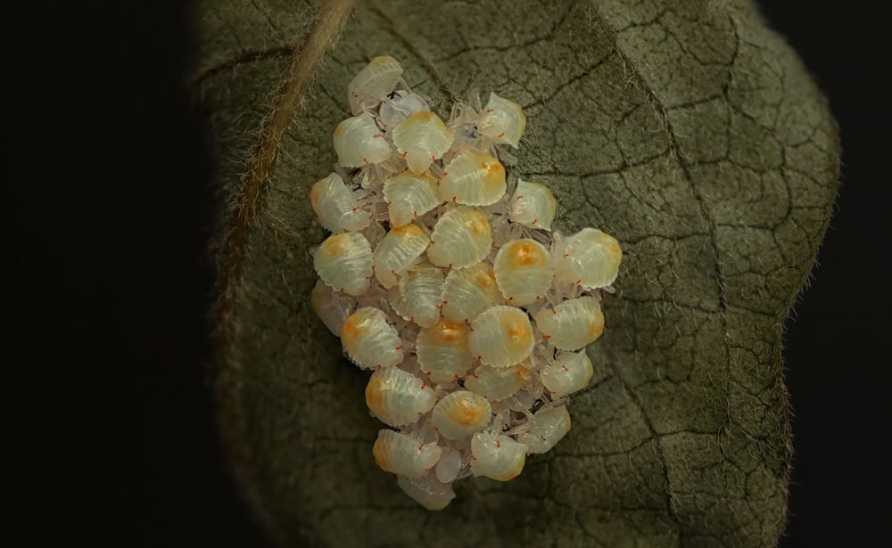 Фотография автора Тараненко Анжелика