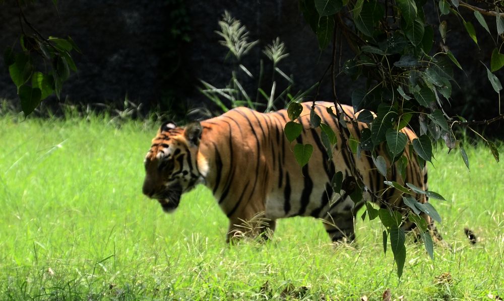 Photograph by Rajesh Kumar