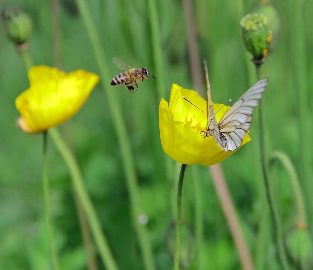 Самый сладкий мак.