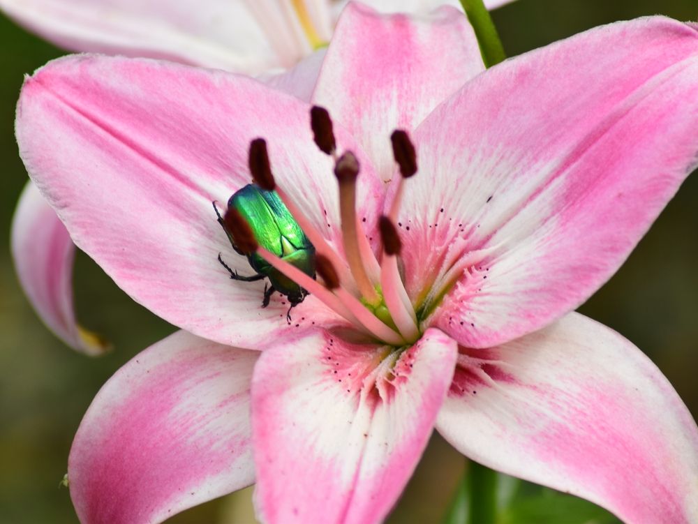 Photograph by Альбина Рамилевна