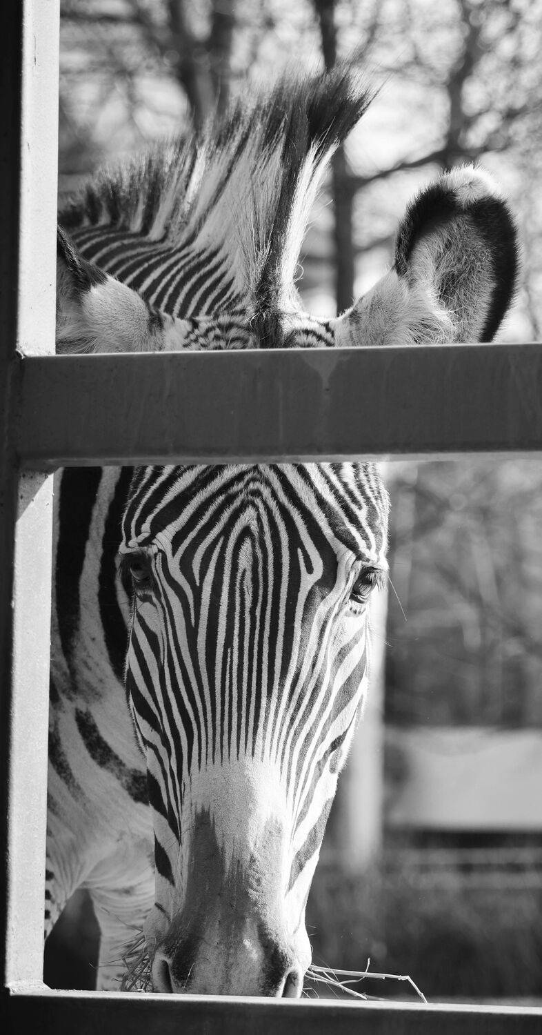 Черно-белое в квадрате