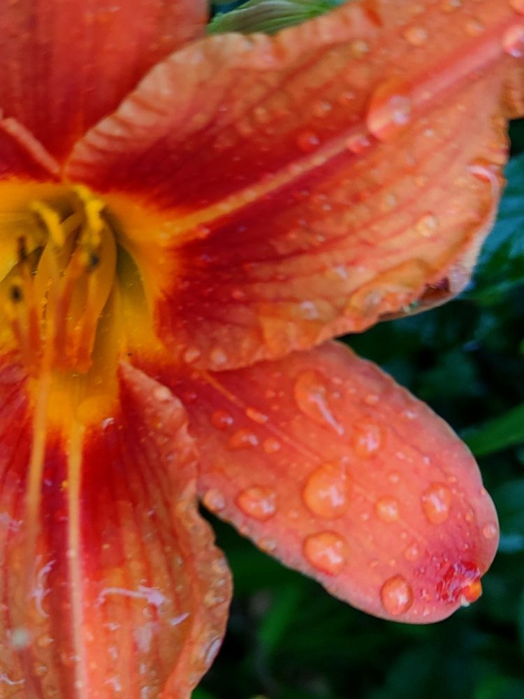 Photograph by Marina Podlesnaya