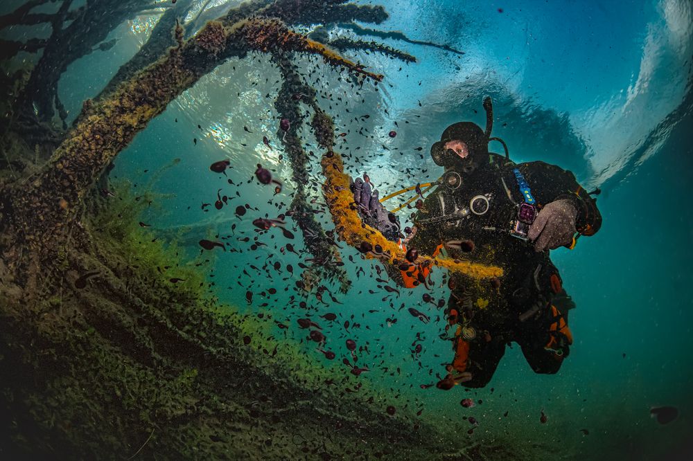 Tadpole swarm