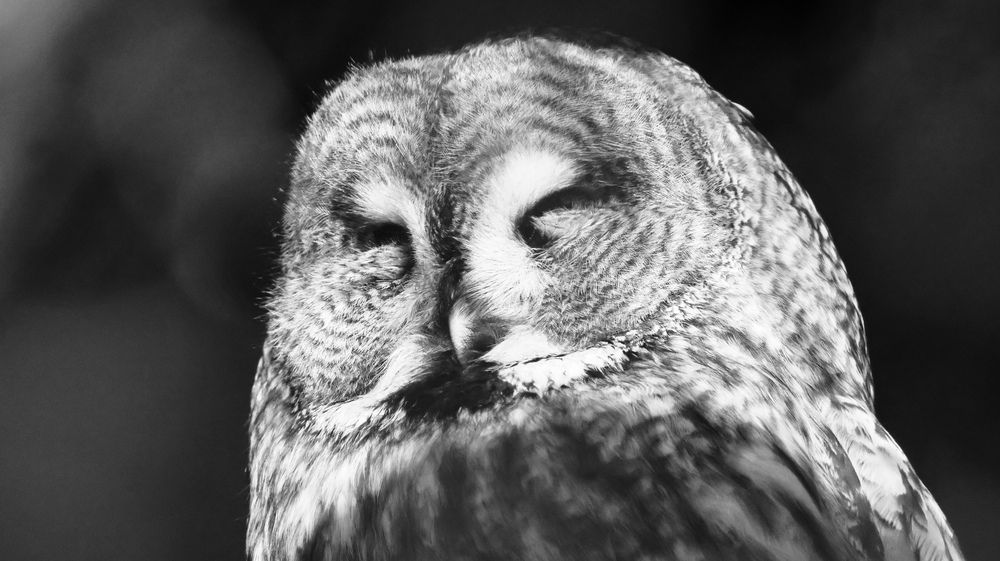 Совиная медитация