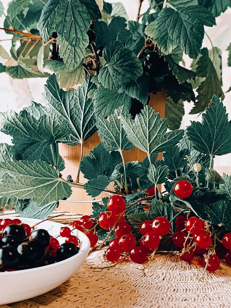 Смородиновый рай