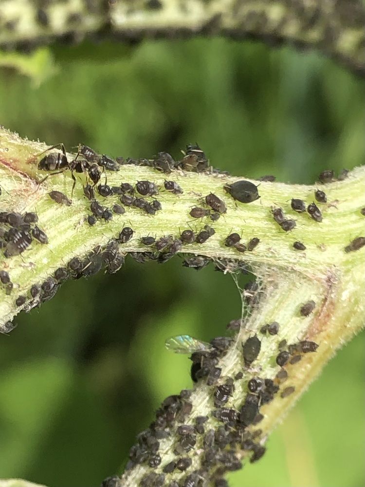 Фотография автора Светлана Гончарова