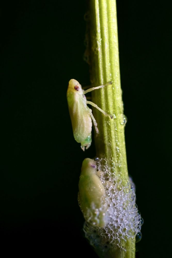Рождение цикадки- пенницы