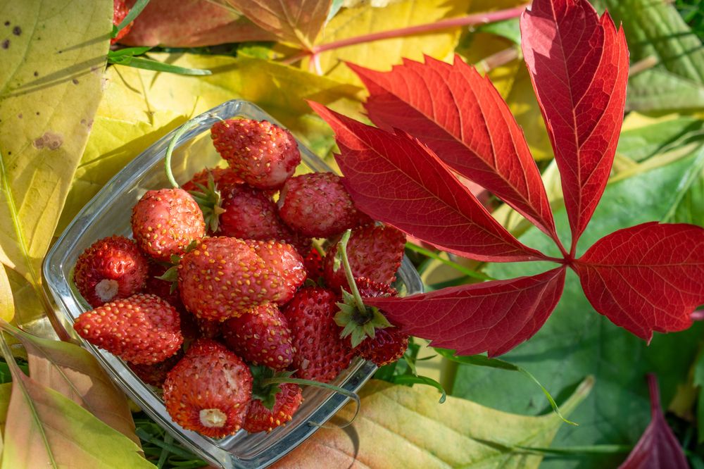 Photograph by Дмитрий Анисимов