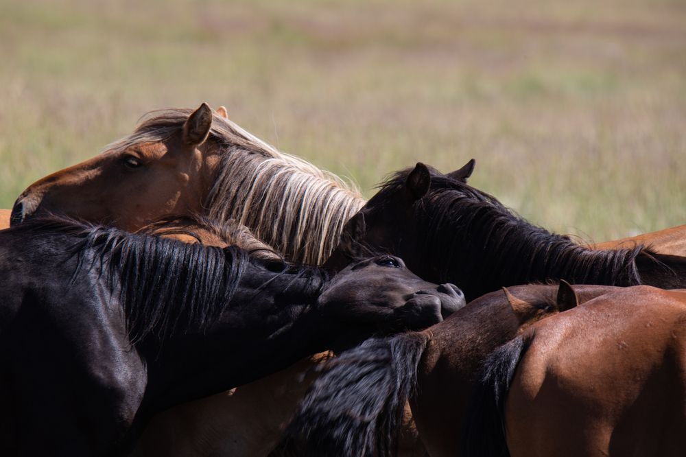Photograph by Svetlana Porokhovnikova