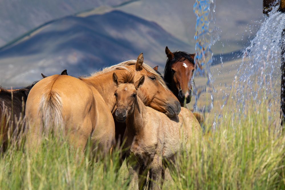 Photograph by Svetlana Porokhovnikova