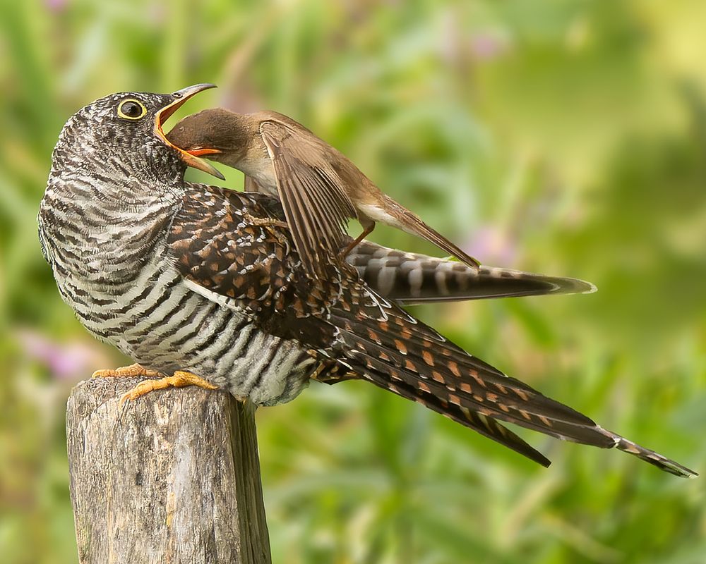 young cuckoo