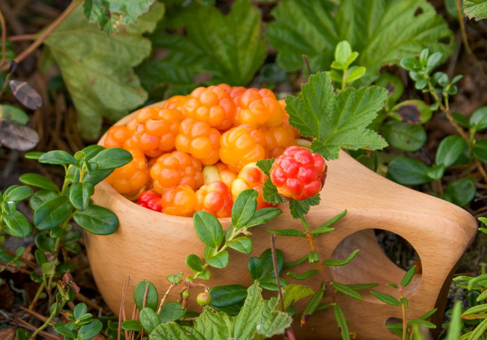 Фотография автора Viktoriya Kim