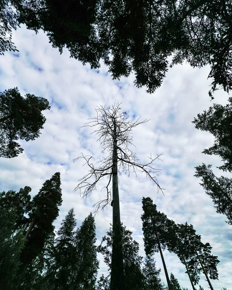 Photograph by Елена Гоосен