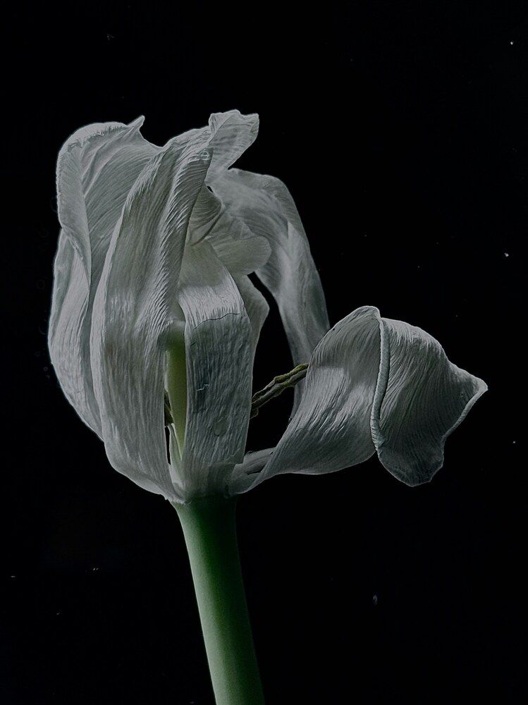 Flowers are beautiful in any condition