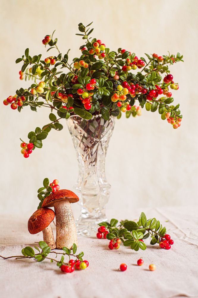 Фотография автора Елена Разина