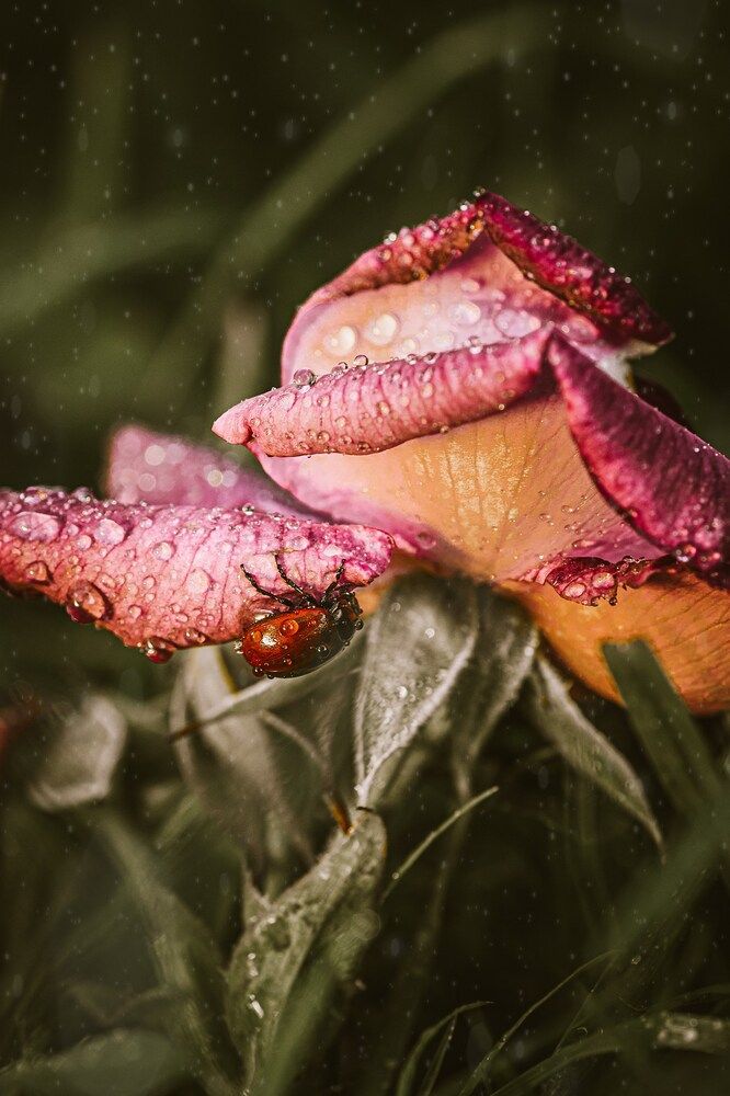 Photograph by Сергей Белокуров