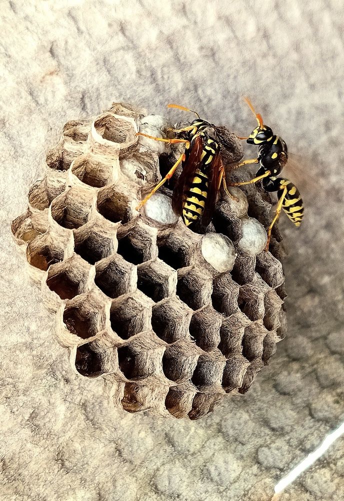 Фотография автора Eleni Christogianni