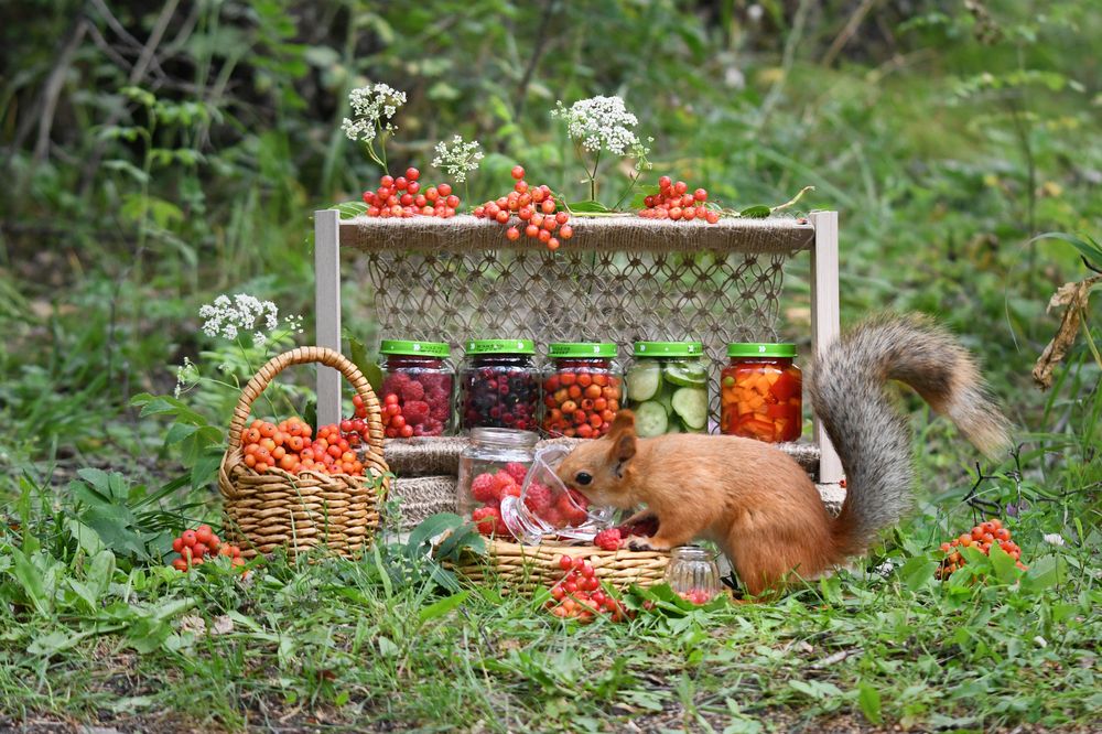Ягодные заготовки