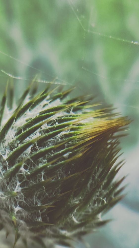 Tactile Botany