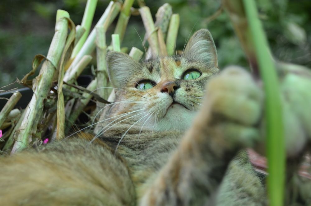 Чесночная королева. The garlic queen.