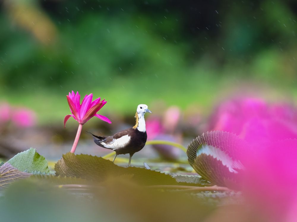 Photograph by Irene Chattopadhyay