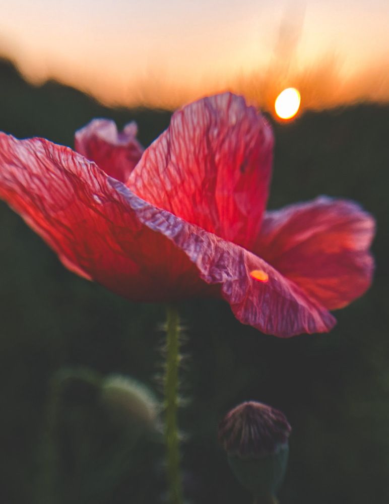 Scarlet Breath of Sunset
