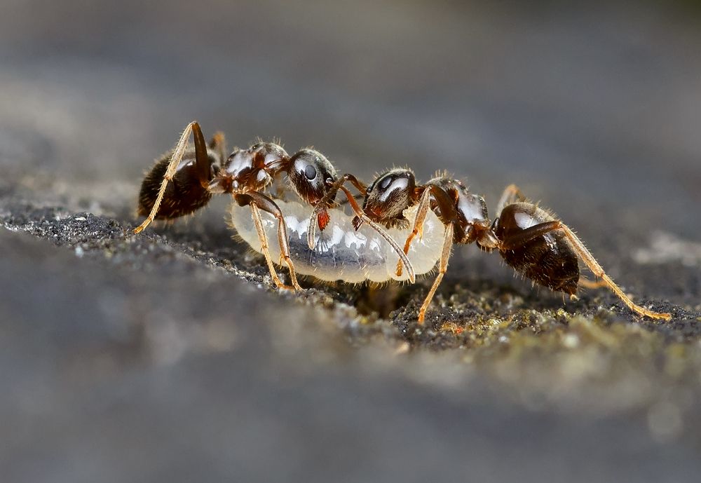 Раз, два, взяли!