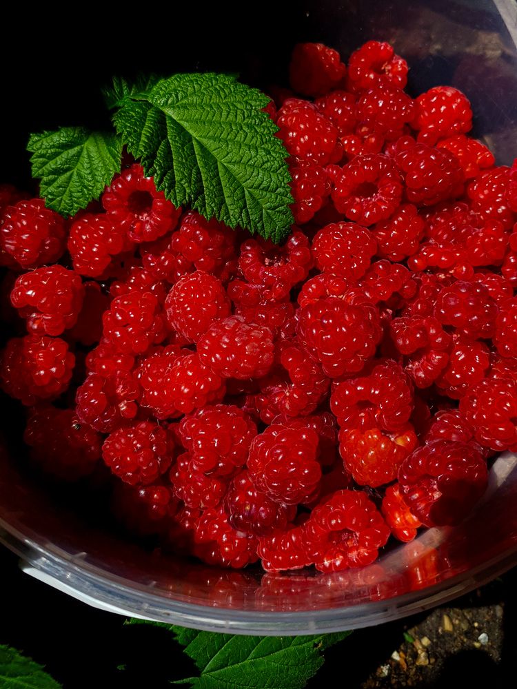 Photograph by Дарья Целуйко