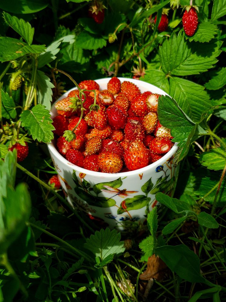 Photograph by Дарья Целуйко