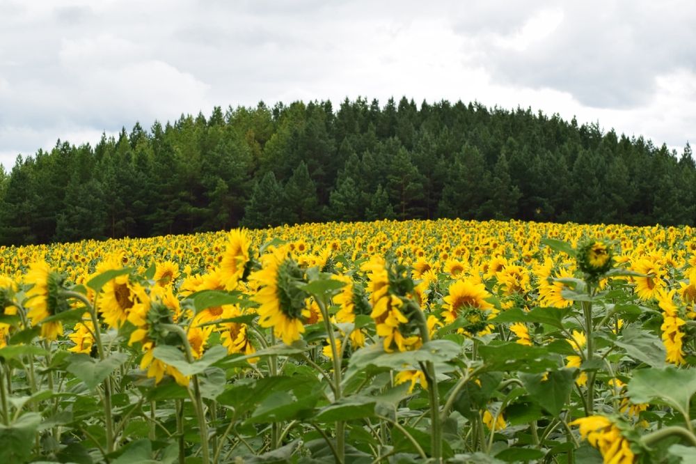 Photograph by Альбина Рамилевна