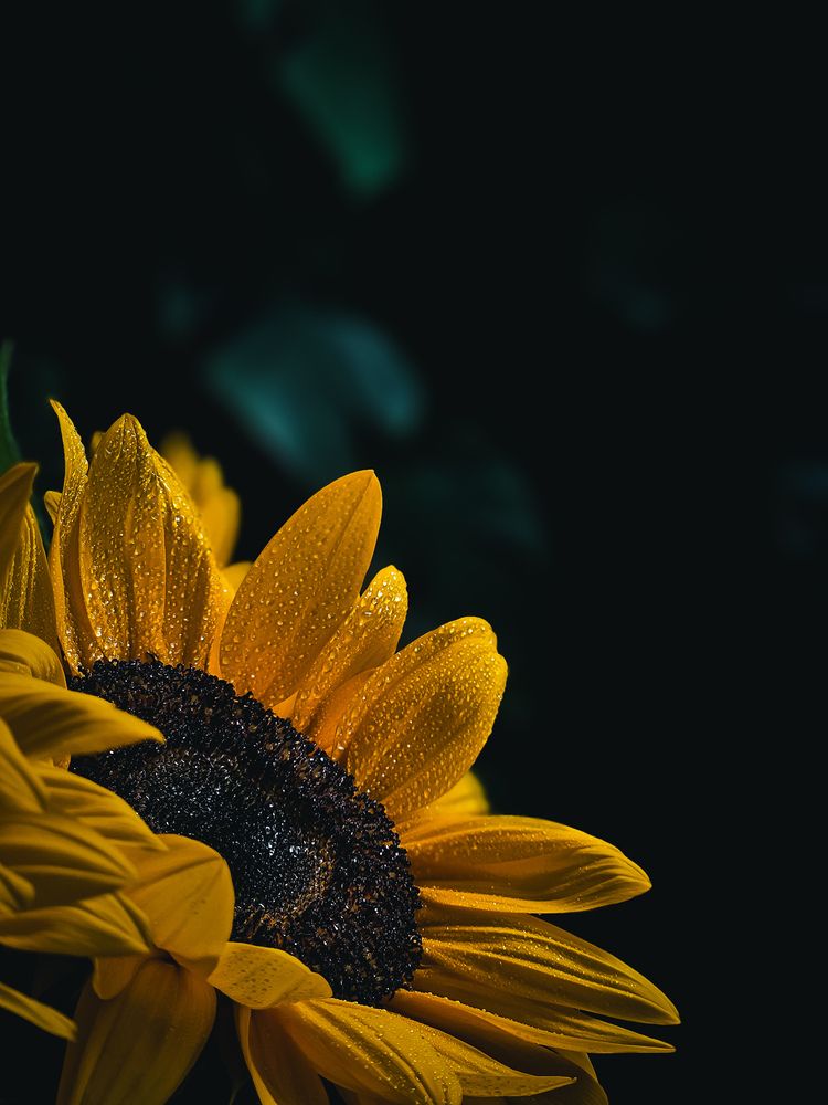 Photograph by amin roshan afshar