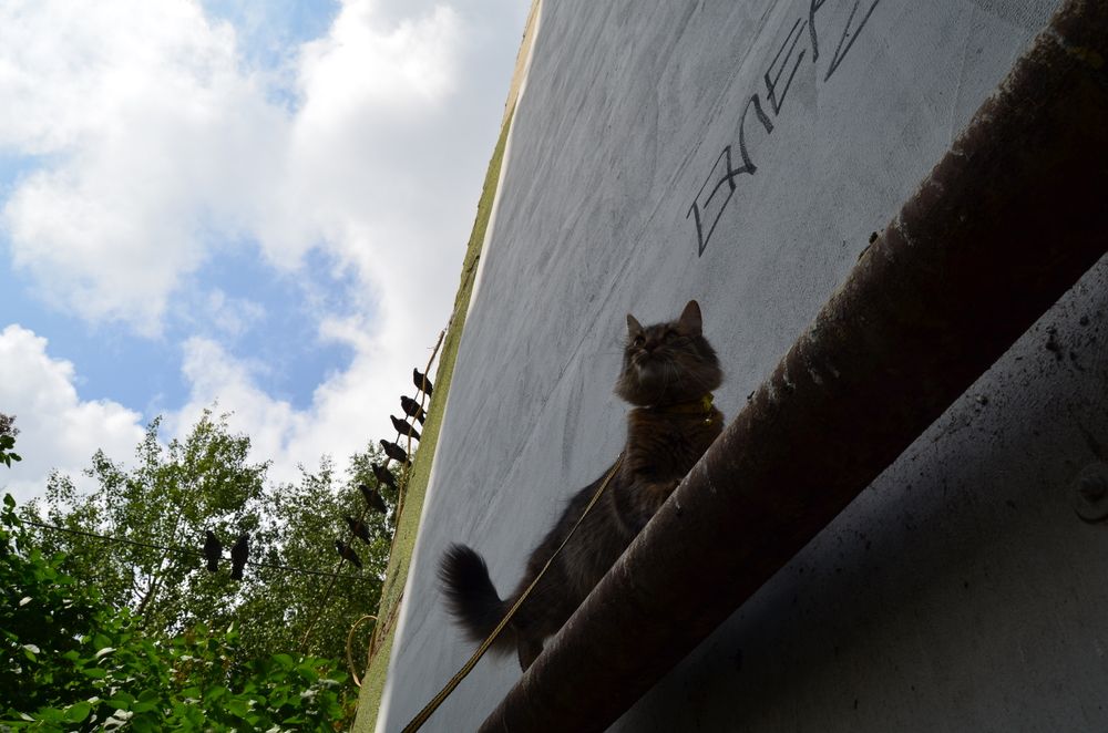 Фотография автора Антонина Клементьева