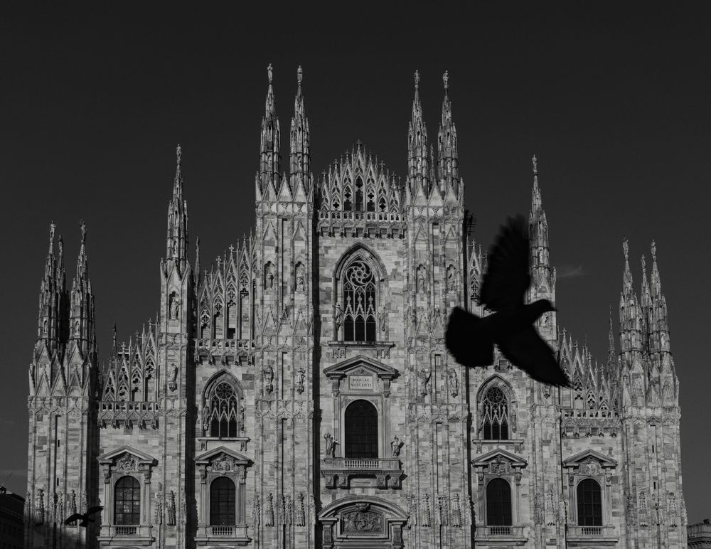 Wings of Shadow over Gothic Grace