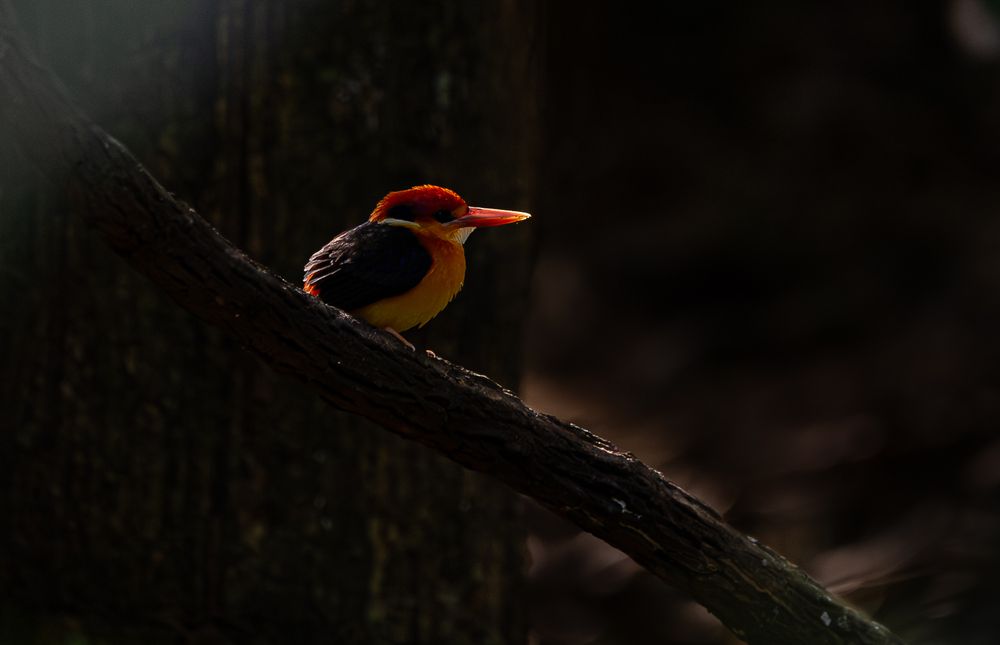 Photograph by Saliya Ambegoda