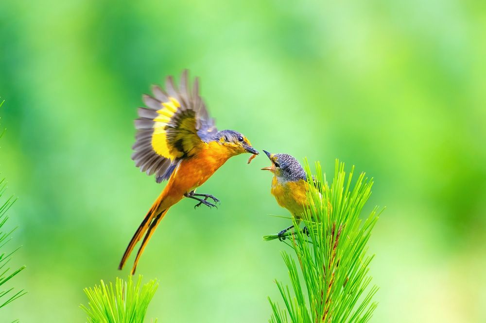 Long-tailed Minivet family