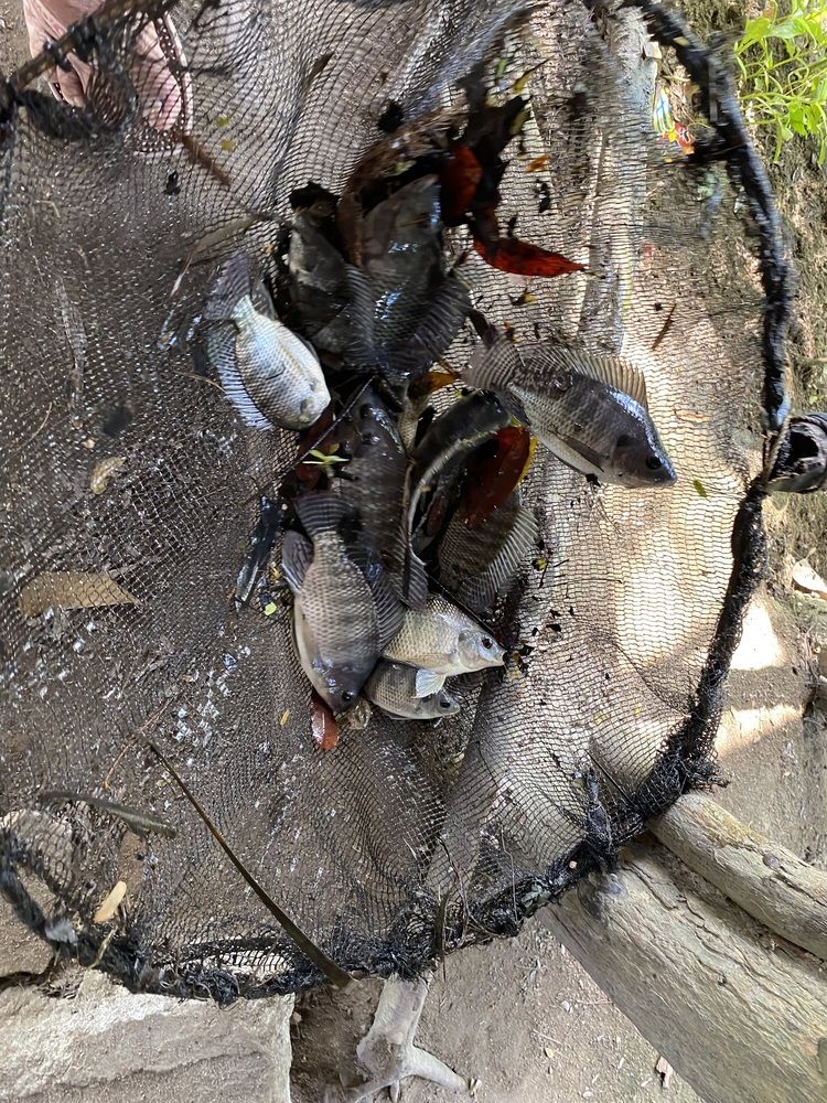 Фотография автора Pauline Jade Bolanio