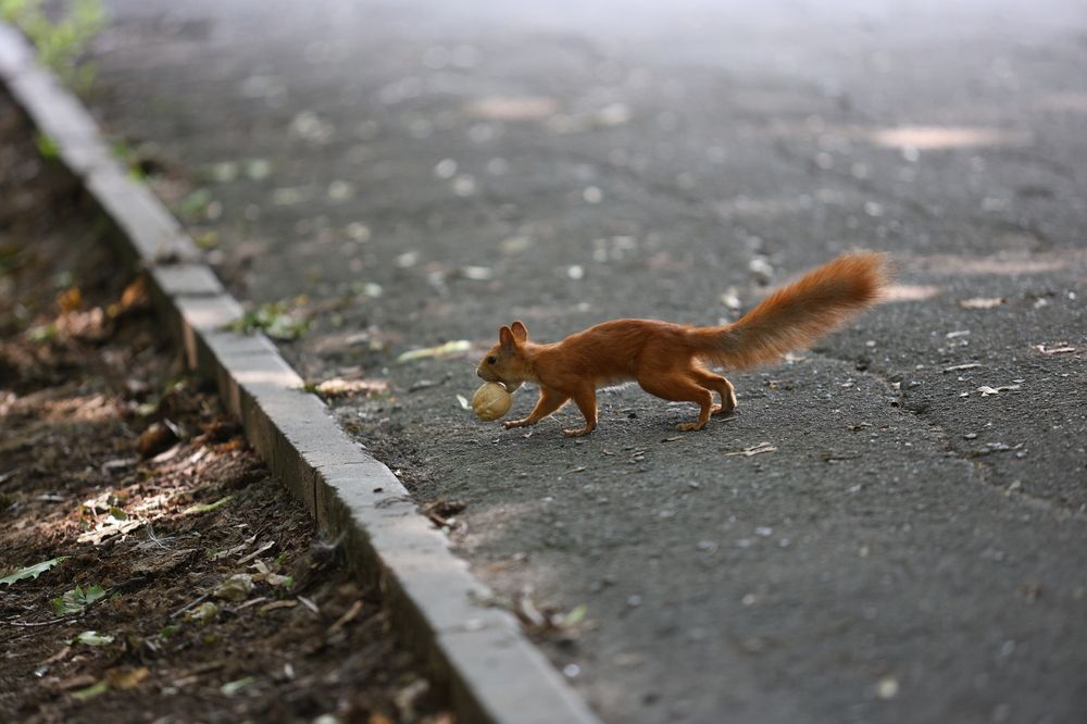 Фотография автора Иван Безрядин