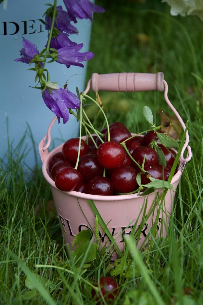 Photograph by OLGA LIZ