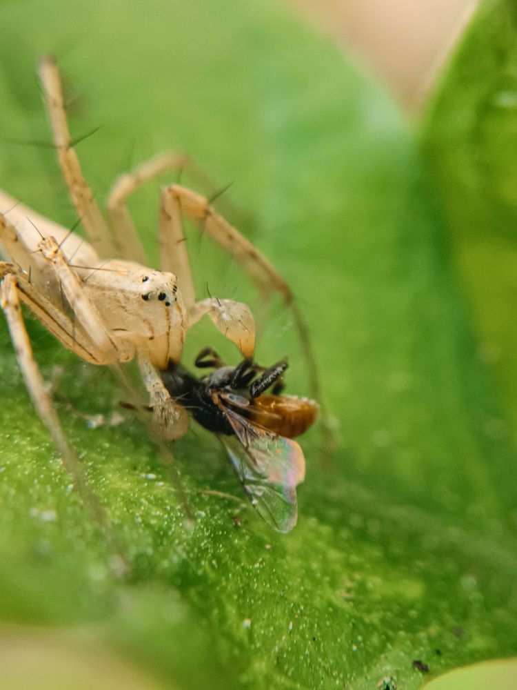 Stripped linux spider