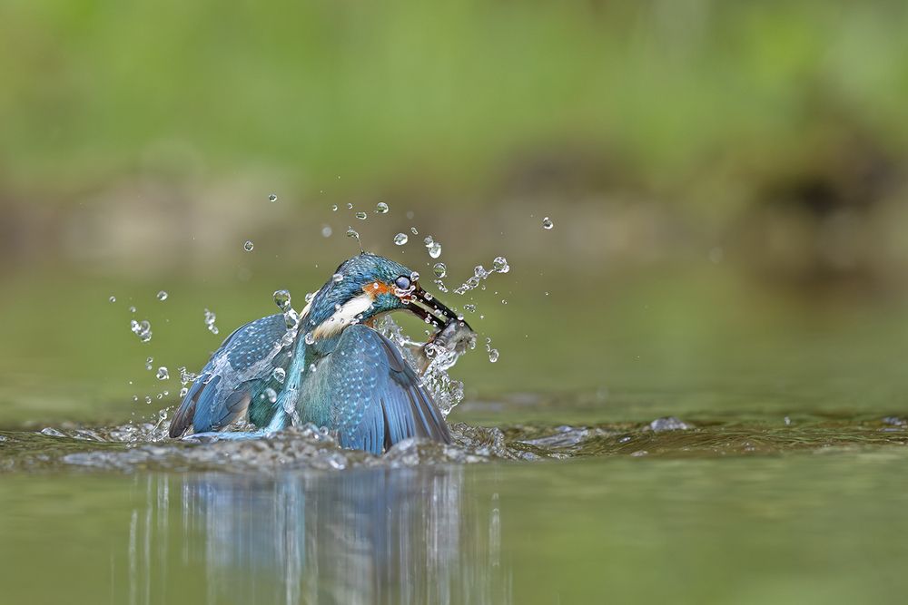 Photograph by Vinod Chandrasekharn Lalitha