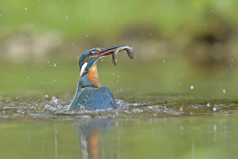 Photograph by Vinod Chandrasekharn Lalitha