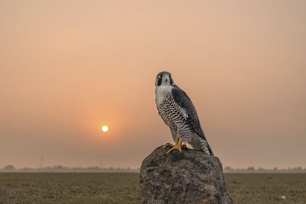 Photograph by Vinod Chandrasekharn Lalitha
