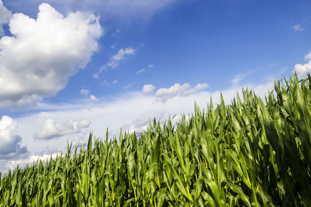 Фотография автора Нестеренко Светлана
