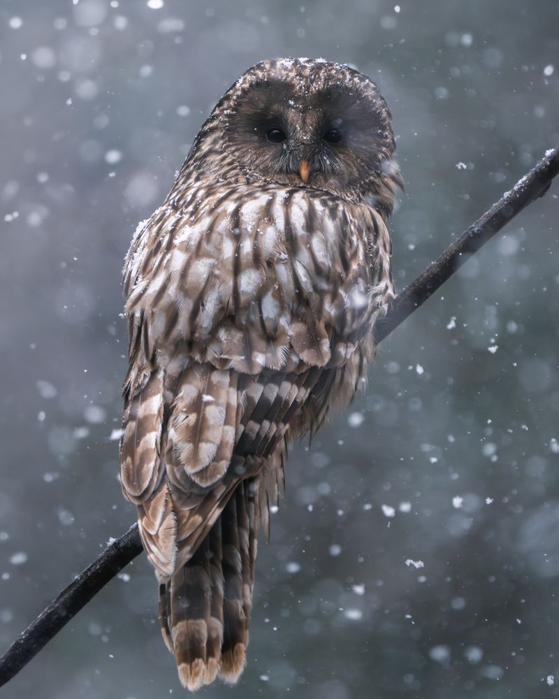 Photograph by Matei Firică