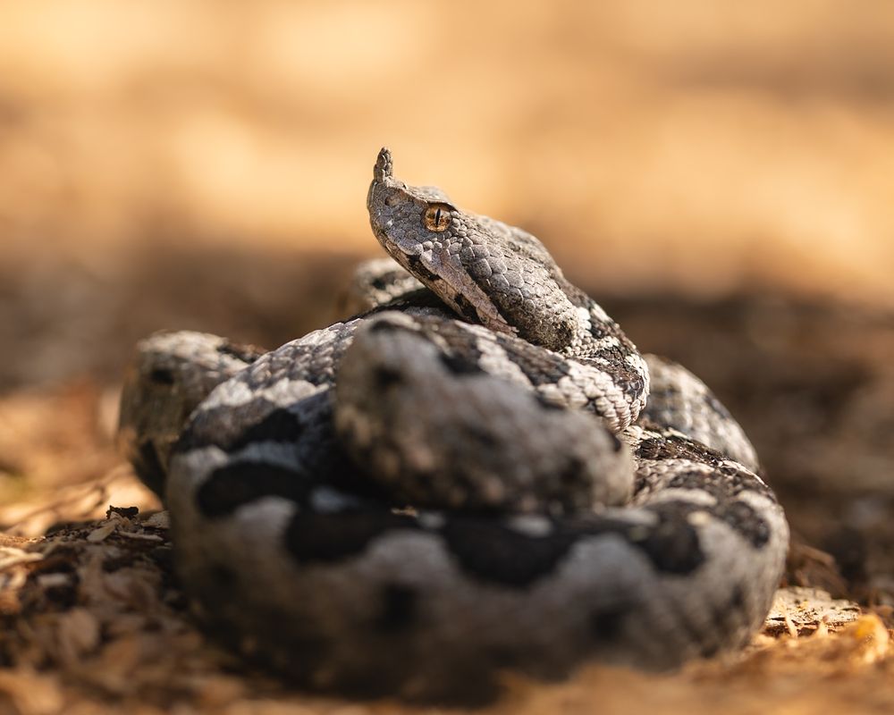 Photograph by Matei Firică