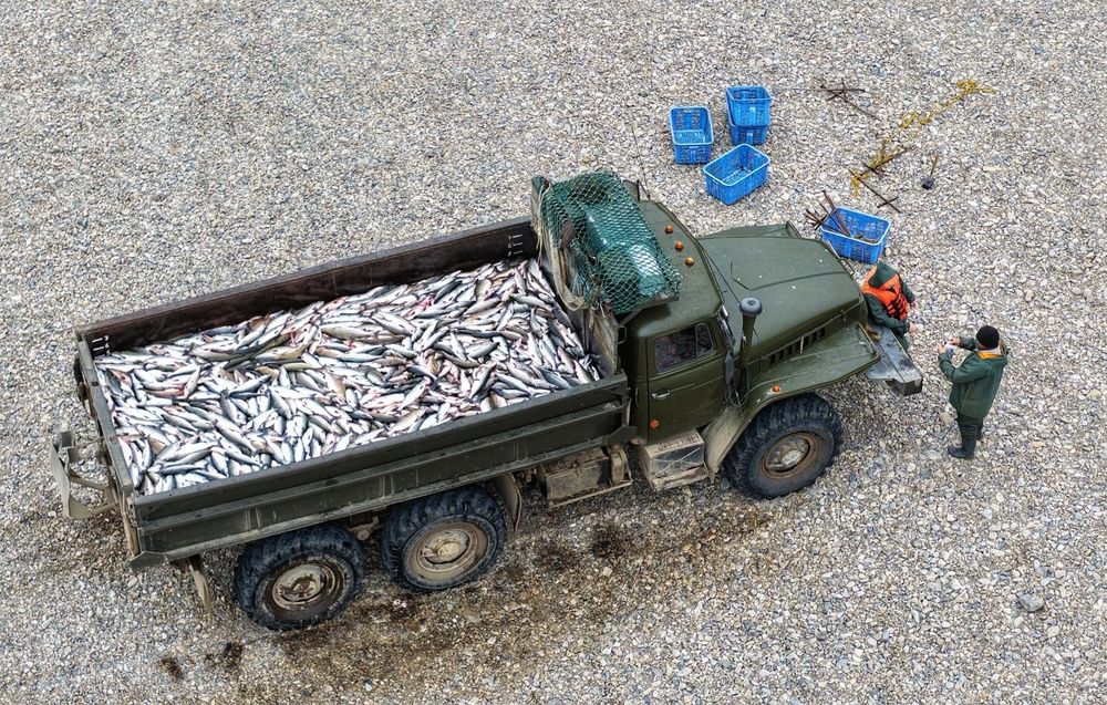 Рыбы много не бывает