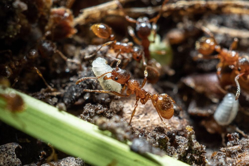 Рыжий муравей и личинка