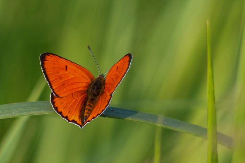 Photograph by Иван Шкрибляк