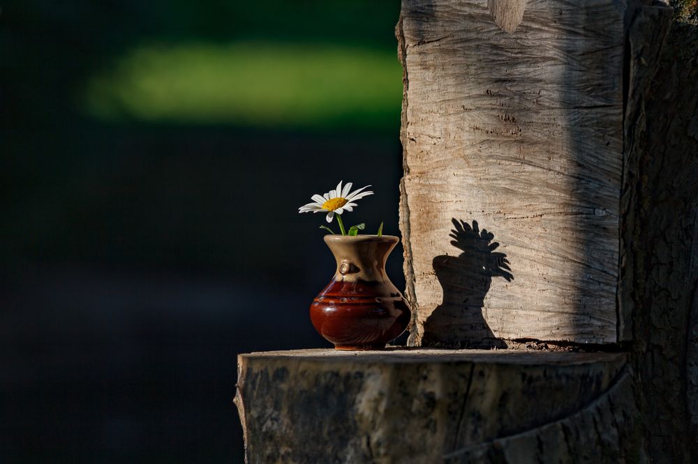 Любопытная тень.